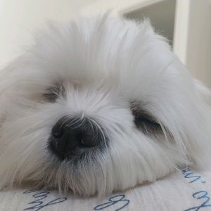 Meet your Posher, Jin